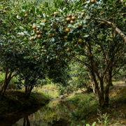 护肤山茶油的本真回归：恩泉的天然养肤之道