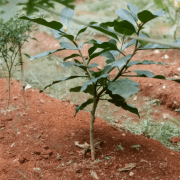 中华老字号山茶油匠心传承：油茶苗嫁接与实生的科学抉择