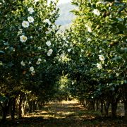 中华老字号山茶油匠心守护：油茶冻害成因与防护全解