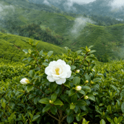 百年匠心铸良药 茶油为媒谱华章——恩泉药用山茶油