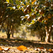 中华老字号山茶油：活性成分赋能，筑牢免疫防护墙