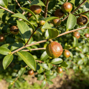 中华老字号山茶油的品质根基：红花油茶高产种植实用技术