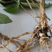 中华老字号山茶油防根腐：恩泉集团详解症状与防控