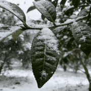 大雪至护心脑｜恩泉：中华老字号山茶油的冬季健康守护
