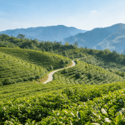 中华老字号山茶油：生活里的 “隐形宝藏”，妙用不止一面