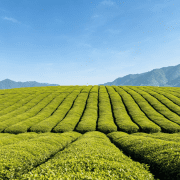 中华老字号山茶油：减脂护肤去污，解锁三重妙用