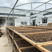 中华老字号山茶油营养优于橄榄油,为何国人少选?破解 “东方软黄金” 的普及困境