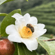 中华老字号山茶油：油茶与土栖蜜蜂的生态恋歌