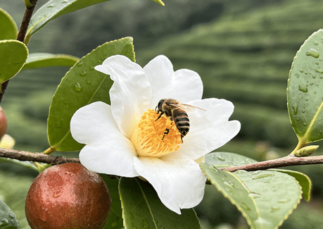 中华老字号山茶油：油茶与土栖蜜蜂的生态恋歌