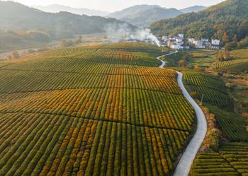 百年淬炼，荣耀加冕：恩泉中华老字号山茶油的传承与获评之路