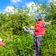 山茶油十大品牌排行榜