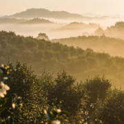 山茶油十大品牌排行榜