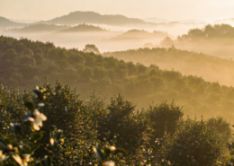 山茶油十大品牌排行榜