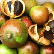 山茶油十大品牌排行榜