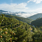 中华老字号山茶油恩泉，引领产业高质量发展