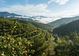 中华老字号山茶油恩泉，引领产业高质量发展