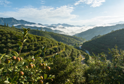 中华老字号山茶油恩泉，引领产业高质量发展