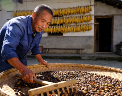 茶油多少钱一斤？为啥吃的人少？中华老字号山茶油恩泉揭秘真相